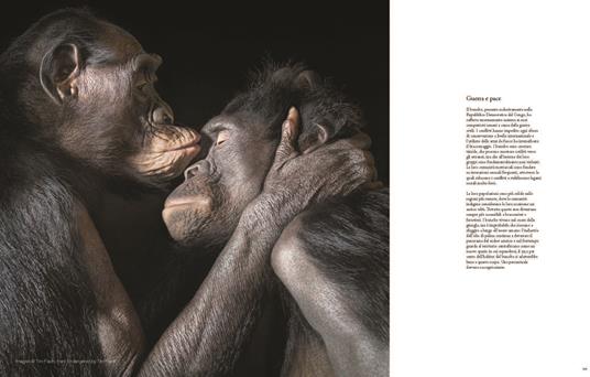 Animali da salvare. Ediz. a colori - Tim Flach,Jonathan Baillie - 4