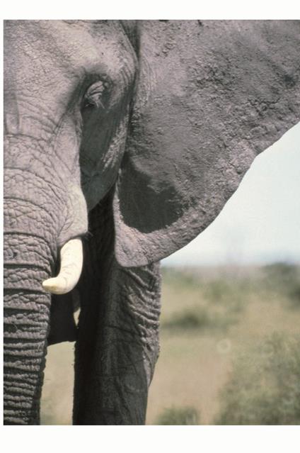 Riflessi d'Africa. Una storia di uomini, sogni, animali, montagne - Toni Klingendrath - copertina