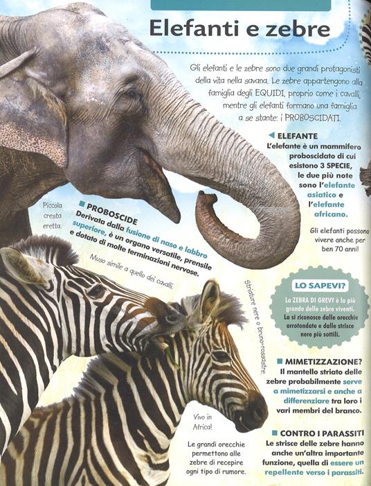 La mia prima enciclopedia degli animali. Tutto quello che c'è da sapere sui tuoi animali preferiti. Ediz. a colori - Laura Aceti,Chiara Brizzolara - 2