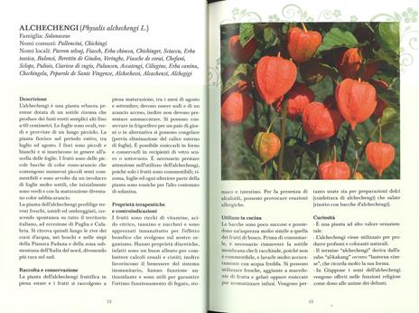 Erbe di campo. Cercarle, riconoscerle, cucinarle - 2