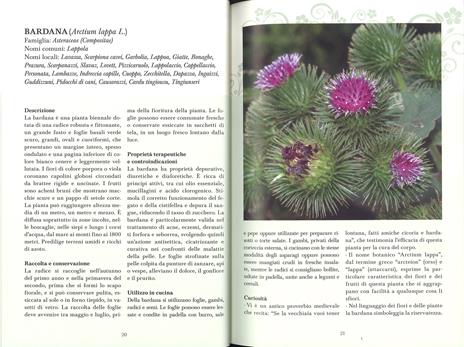 Erbe di campo. Cercarle, riconoscerle, cucinarle - 3