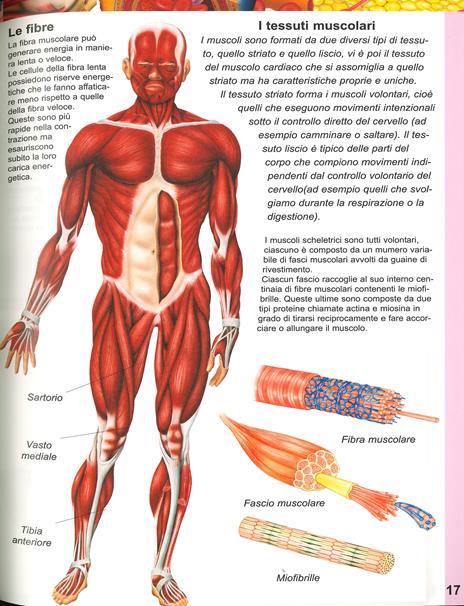 Il libro del corpo umano con domande & risposte - 5
