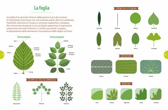 Tra foglie e fogli. Il mio erbario. Ediz. a spirale - Rossella Marcucci,Mariacristina Villani - 5