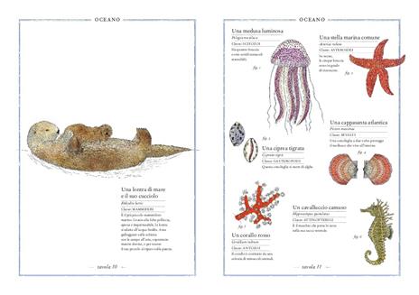 Inventario illustrato degli animali. Ediz. illustrata - Virginie Aladjidi,Emmanuelle Tchoukriel - 3
