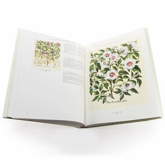 Hortus Eystettensis Commentarium in lingua italiana, inglese e tedesca - Basilius Besler - 10