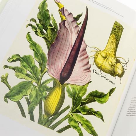 Hortus Eystettensis Commentarium in lingua italiana, inglese e tedesca - Basilius Besler - 11