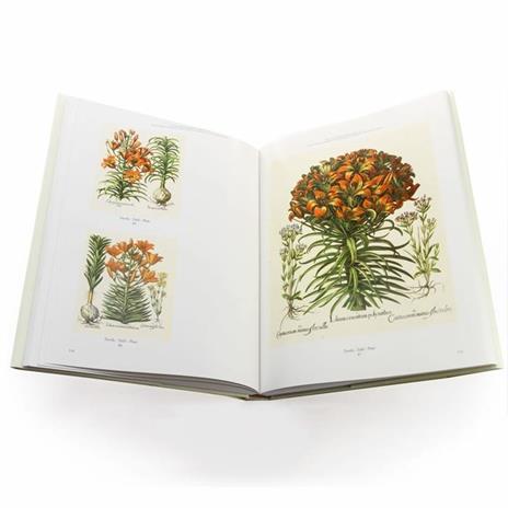 Hortus Eystettensis Commentarium in lingua italiana, inglese e tedesca - Basilius Besler - 9