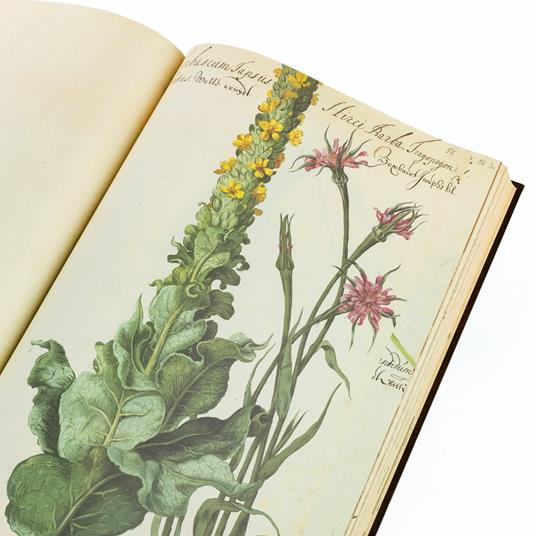 Hortus Amoenissimus. Facsimile with a Commentary volume in English language - Franciscus de Geest - 9