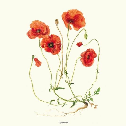 De materia medica. Il Dioscoride di Napoli. Riproduzione facsimilare - Dioscoride di Anazarbo - 10