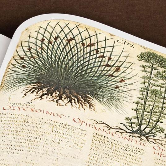 De materia medica. Il Dioscoride di Napoli. Riproduzione facsimilare - Dioscoride di Anazarbo - 7