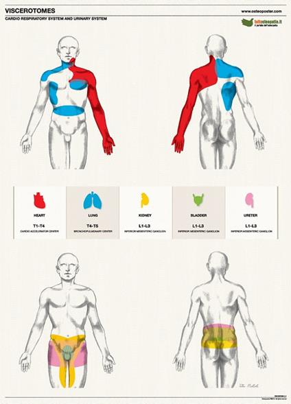 Osteoposter viscerotomi. Sistema cardio respiratorio e urinario - verticale - Eter Srl Soc. Benefit - copertina