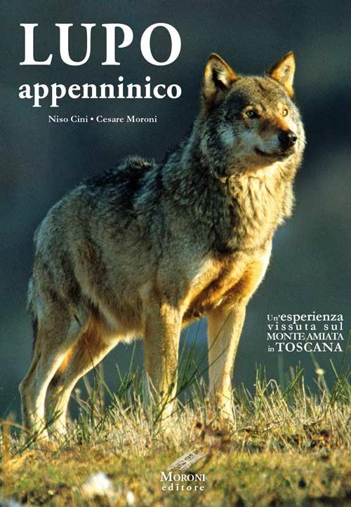 Lupo appenninico. Un'esperienza vissuta sul Monte Amiata in Toscana - Niso Cini,Cesare Moroni - copertina