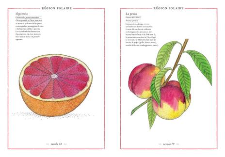 Inventario illustrato dei frutti e degli ortaggi - Emmanuelle Tchoukriel,Virginie Aladjidi - 3