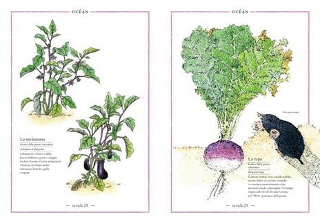 Inventario illustrato dei frutti e degli ortaggi - Emmanuelle Tchoukriel,Virginie Aladjidi - 5