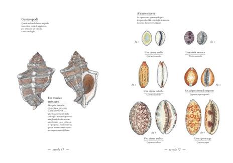 Inventario illustrato del mare - Emmanuelle Tchoukriel,Virginie Aladjidi - 3