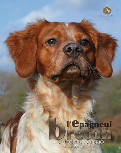 L'épagneul breton - Valeria Merighi,Giancarlo Passini - copertina