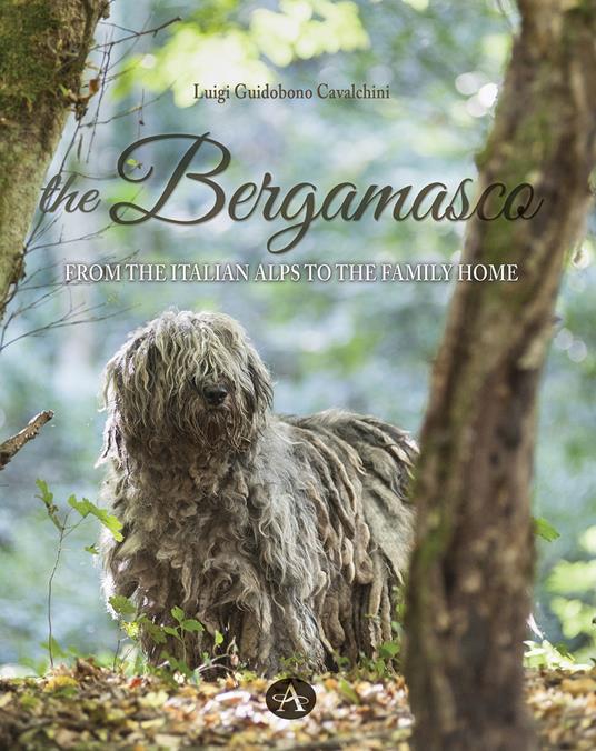 The bergamasco. From the Italian Alps to the family home - Luigi Guidobono Cavalchini - copertina