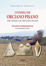 I fossili di Orciano Pisano