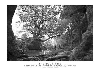 The Rock-Tree. Holm Oak, Badde Tureddu, Orgosolo, Sardinia. Ediz. italiana e inglese. Con stampa Fine Art - Enrico Spanu - copertina