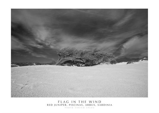 Flag in the wind. Red Juniper, Piscinas, Arbus, Sardinia. Ediz. italiana e inglese. Con stampa Fine Art - Enrico Spanu - copertina