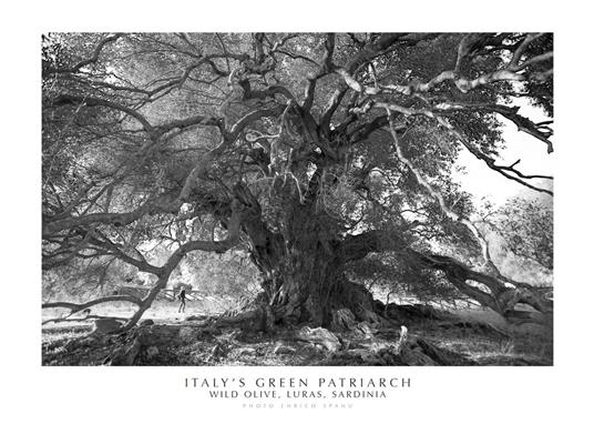 Italy's green patriarch. Wild olive, Luras, Sardinia. Ediz. italiana e inglese. Con stampa Fine Art - Enrico Spanu - copertina