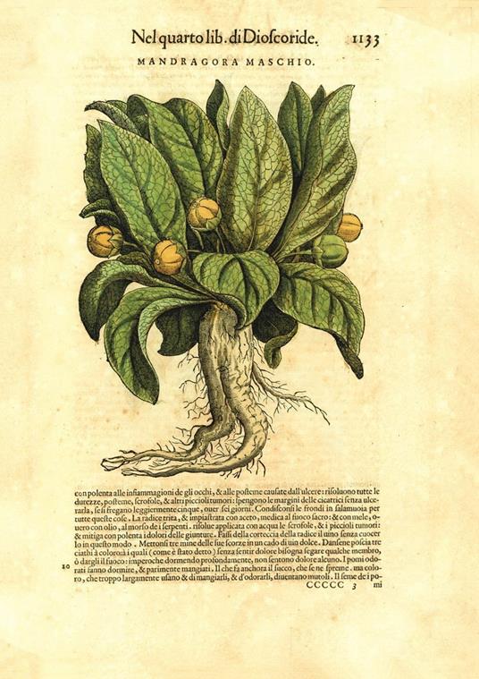 I Discorsi di P.A. Mattioli. L'esemplare dipinto da Gherardo Cibo. Facsimile. Commentario in lingua italiana - P. Andrea Mattioli - 13