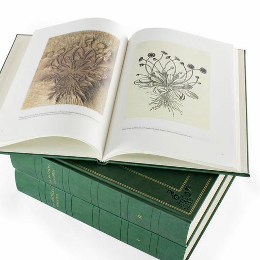 I Discorsi di P.A. Mattioli. L'esemplare dipinto da Gherardo Cibo. Facsimile. Commentario in lingua italiana - P. Andrea Mattioli - 6