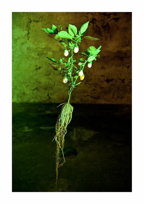 Naked plants. Ediz. italiana - Gianluca Balocco - 3
