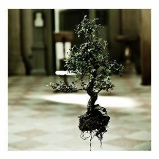 Naked plants. Ediz. italiana - Gianluca Balocco - 4