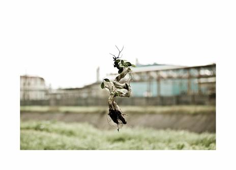 Naked plants. Ediz. italiana - Gianluca Balocco - 7