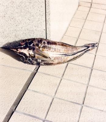 Tokyo Fishgraphs II - cover