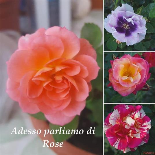 Adesso parliamo di rose - Enrico Indolfi - ebook