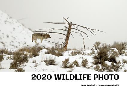 2020 wildlife photo. Ediz. illustrata - Max Venturi - copertina