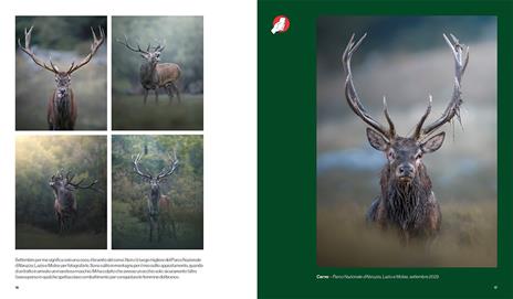 In the wild - Jonathan Giovannini - 2