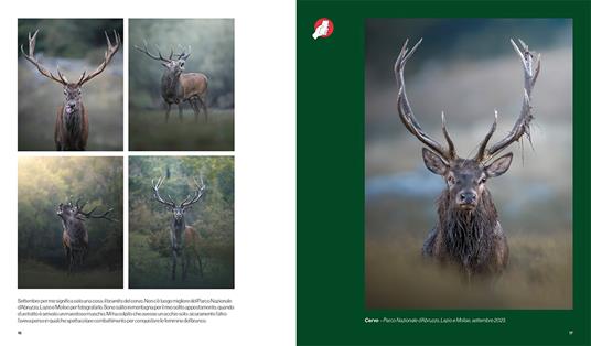 In the wild - Jonathan Giovannini - 2