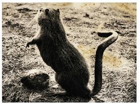 Fauna - Joan Fontcuberta,Pere Formiguera - 2