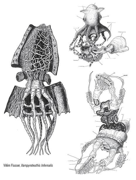 Vampyroteuthis infernalis - Vilém Flusser - 3