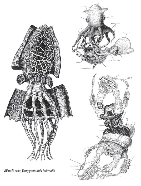 Vampyroteuthis infernalis - Vilém Flusser - 3