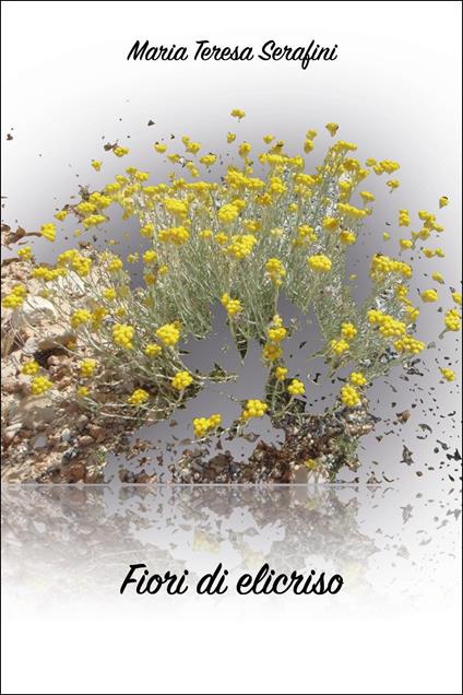 Fiori di elicriso - Maria Teresa Serafini - copertina
