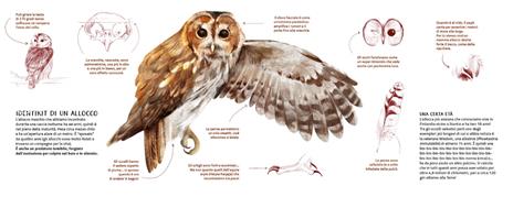 La famiglia allocchi. Ediz. a colori - Chiara Morosinotto,Davide Morosinotto - 2