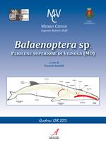 Balaenoptera sp. Pliocene superiore di Vignola (MO)