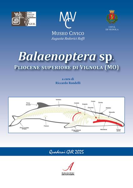 Balaenoptera sp. Pliocene superiore di Vignola (MO) - copertina