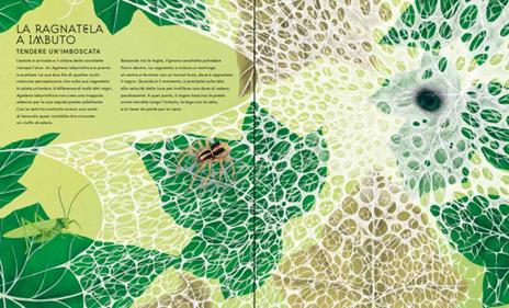 Il mondo segreto delle ragnatele. Ediz. a colori - Jan Beccaloni - 2