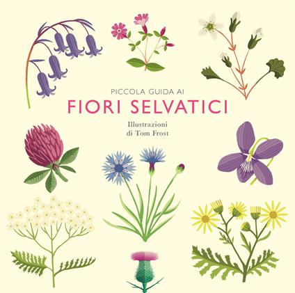 Piccola guida ai fiori selvatici - Alison Davies - copertina