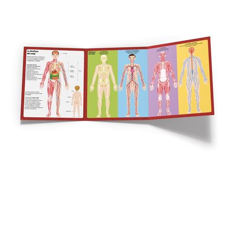 Il corpo umano. Ediz. a colori - 3