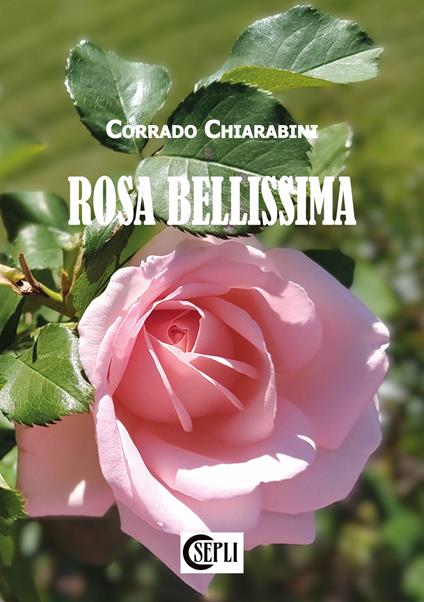 Rosa bellissima - Corrado Chiarabini - copertina