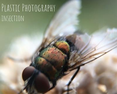 Plastic Photography: Insection - Michael Andrew Lambert - cover