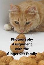 Photography Assignment With the Ginger Cat Family