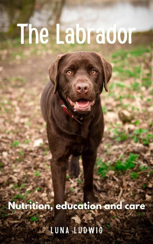 The Labrador nutrition, education and care