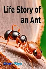 Life Story of an Ant